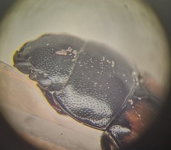 Glischrochilus grandis