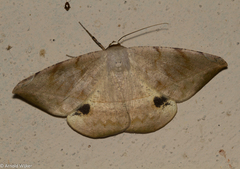 Oxydia vesulia