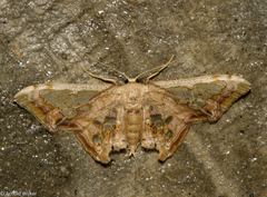 Proutoscia fenestraria