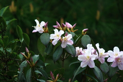 Rhododendron latoucheae