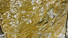 Flavoplaca flavocitrina