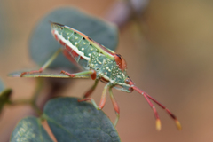 Ceratopachys nigricornis