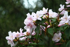 Rhododendron latoucheae