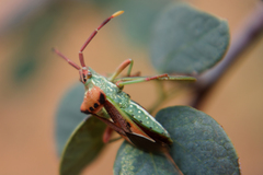 Ceratopachys nigricornis