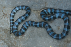 Laticauda laticaudata