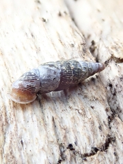 Macrogastra plicatula