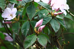 Rhododendron latoucheae