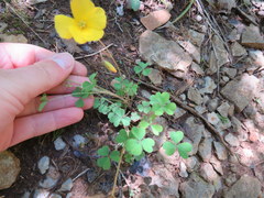 Oxalis macrantha