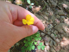 Oxalis macrantha