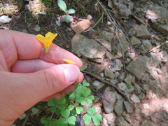 Oxalis macrantha