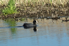 Fulica atra