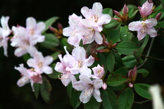 Rhododendron latoucheae
