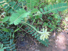Astragalus tennesseensis