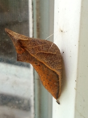 Papilio troilus troilus