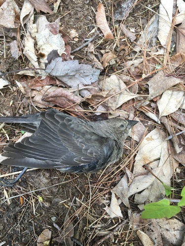 Brown-headed Cowbird photographed in New Hampshire