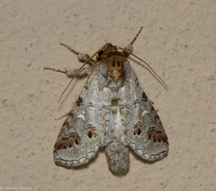 Sericochroa tenuis