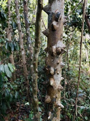 Zanthoxylum schreberi