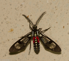 Poecilosoma eone