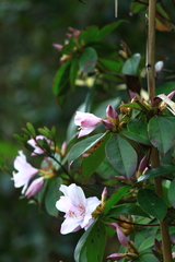 Rhododendron latoucheae