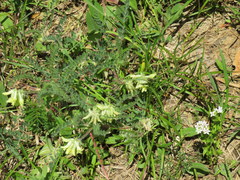 Astragalus tennesseensis