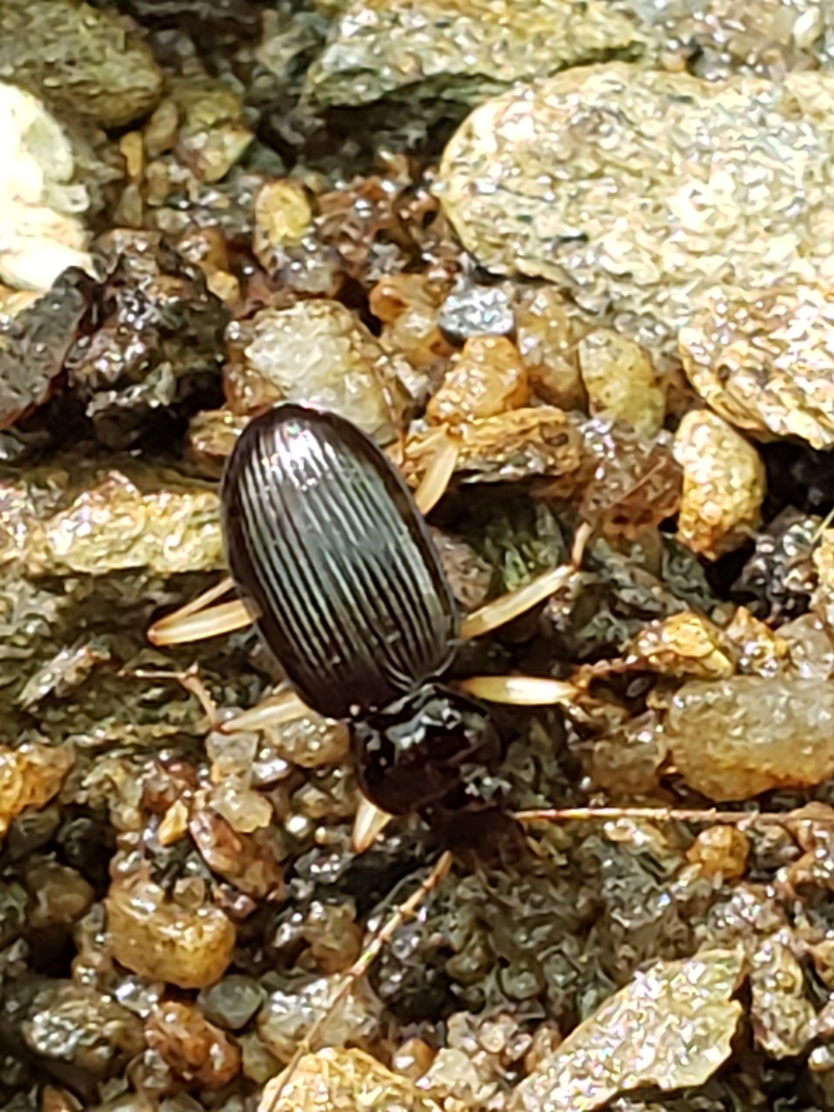 Pale-legged Gazelle Beetle