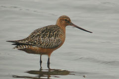 Limosa lapponica