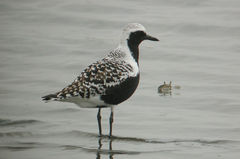 Pluvialis squatarola