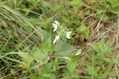 Equilabium laxiflorum