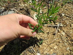 Hypericum sphaerocarpum