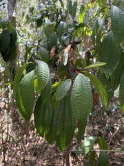 Miconia prasina