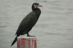 Phalacrocorax carbo