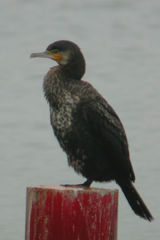 Phalacrocorax carbo