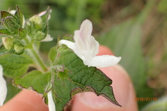 Equilabium laxiflorum