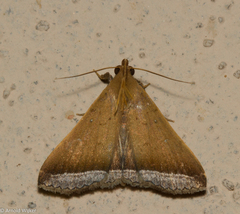 Physula albipunctilla