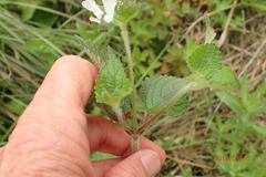 Equilabium laxiflorum