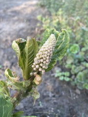 Phytolacca acinosa