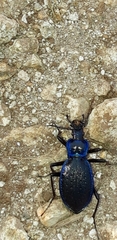 Carabus lefebvrei lefebvrei