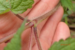 Equilabium laxiflorum