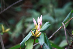 Rhododendron latoucheae