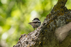 Ficedula semitorquata