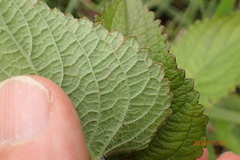 Equilabium laxiflorum