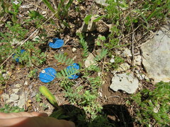 Astragalus bibullatus