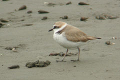 Charadrius alexandrinus