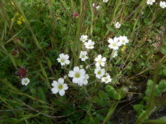 Cerastium arvense strictum