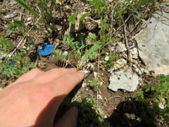 Astragalus bibullatus