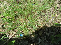 Astragalus bibullatus