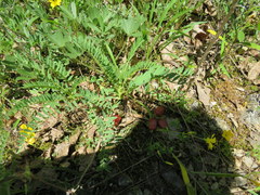 Astragalus bibullatus