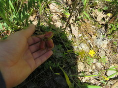 Astragalus bibullatus
