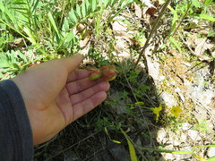 Astragalus bibullatus