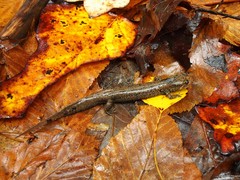 Desmognathus amphileucus